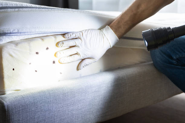Best Affordable Pest Control Services  in Bodfish, CA